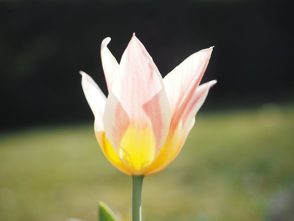 Yellow flower spring