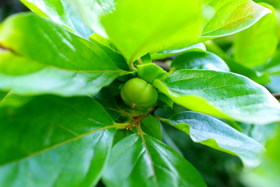immature persimmon