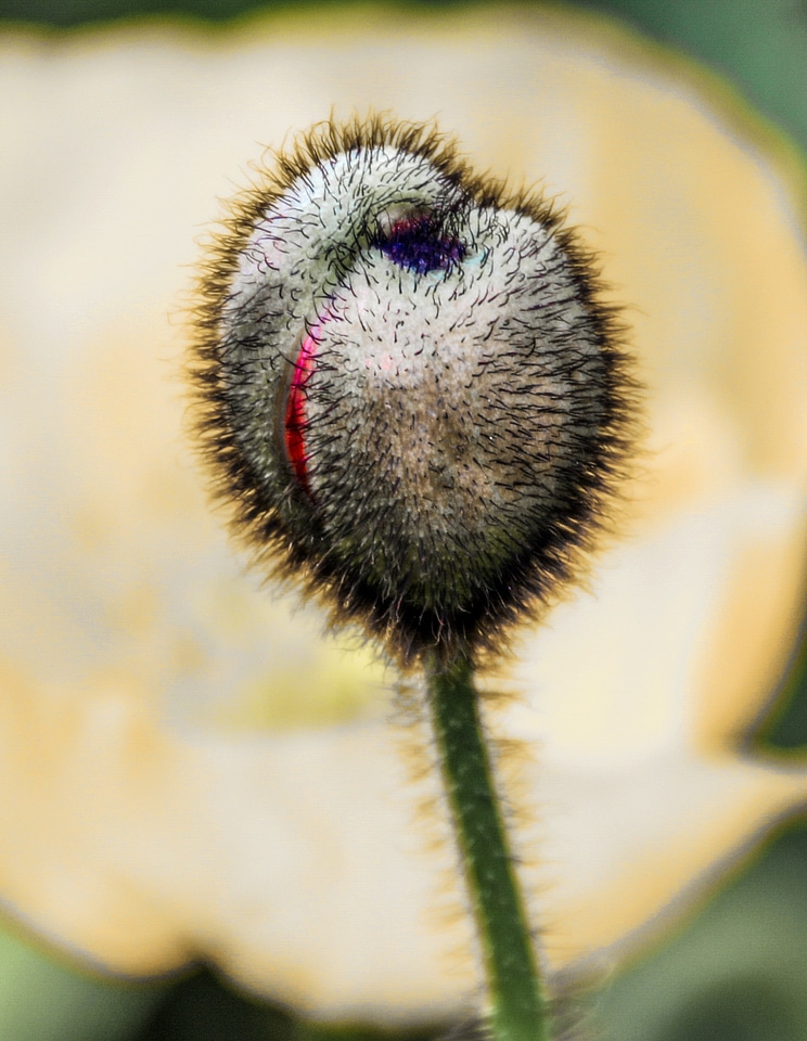 Flower bud close up