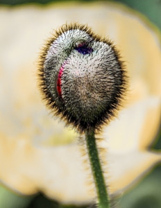 Flower bud close up photo