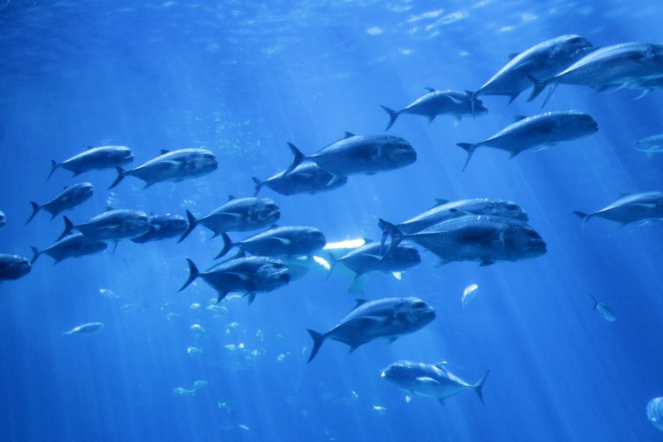 In the whale shark's shadow