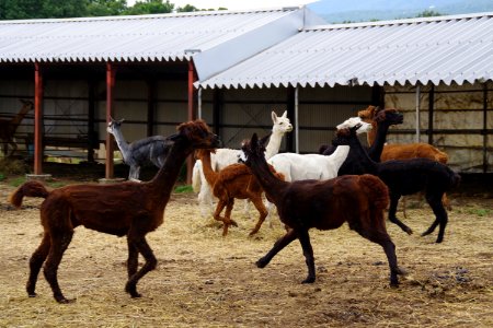 alpacas dance