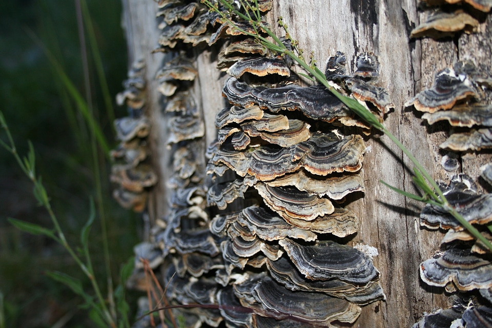 Fungus versicolor wild photo