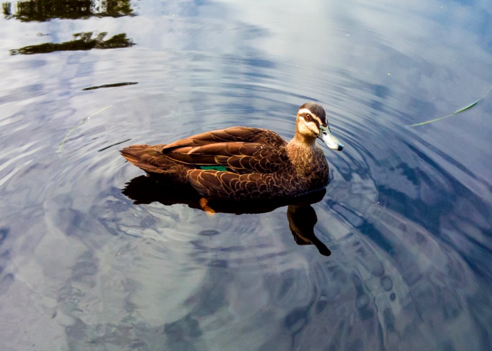Duck