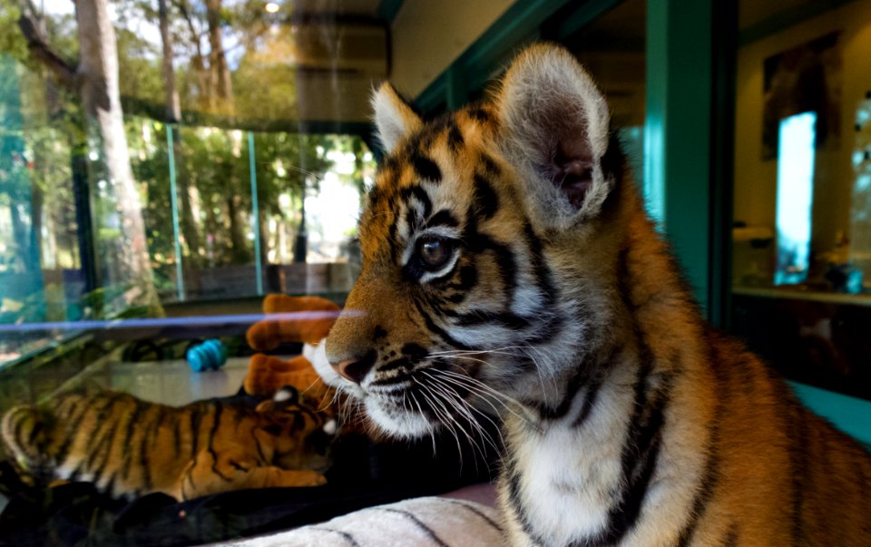 Dreamworld Tiger cub photo