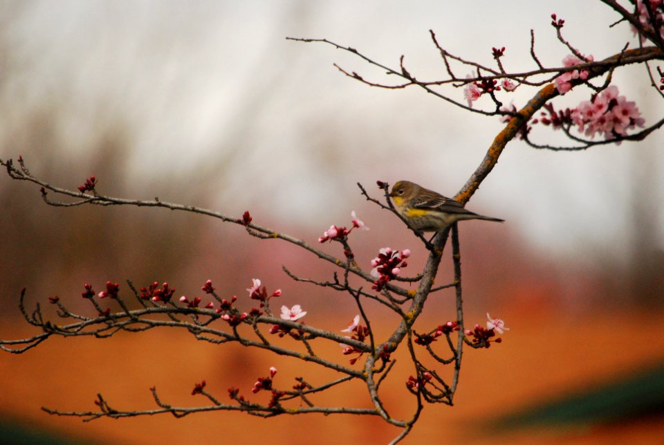 American Goldfinch