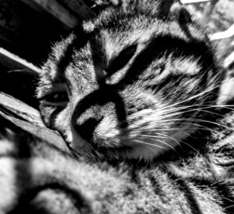 Kitty suning