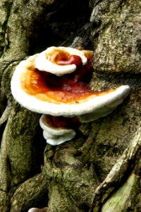 tree fungus photo