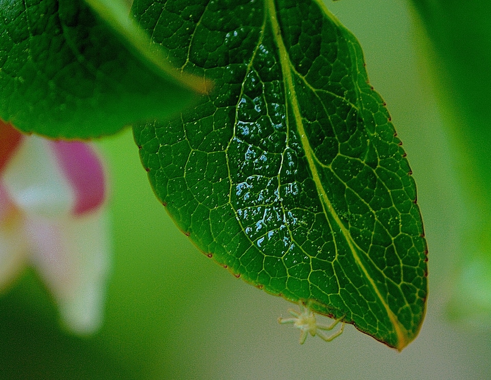 Green plant green leaf