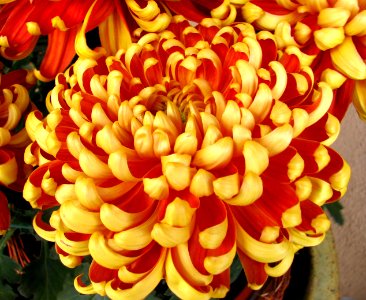 red-and-yellow chrysanthemum photo