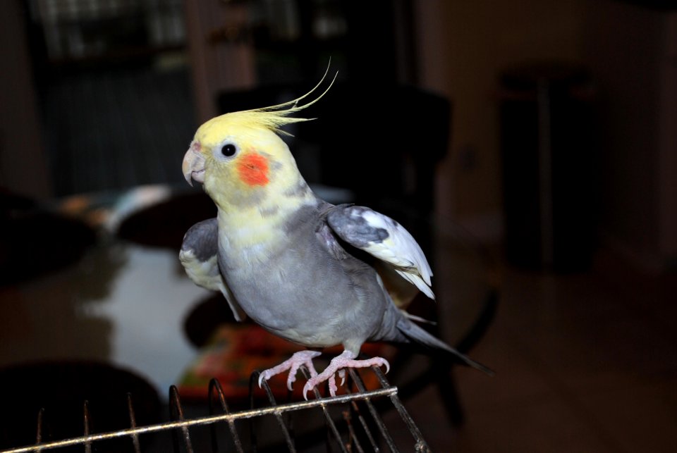 Cockatiel on top of its cage