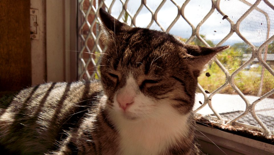 Kitty sunning photo