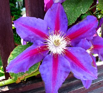 purple-and-pink clematis photo