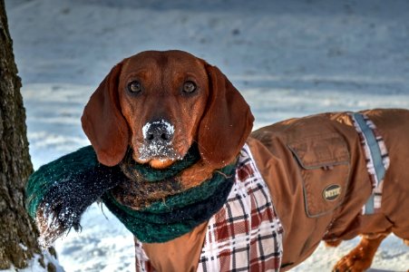 Cocaine ? No, I do not sniff. photo