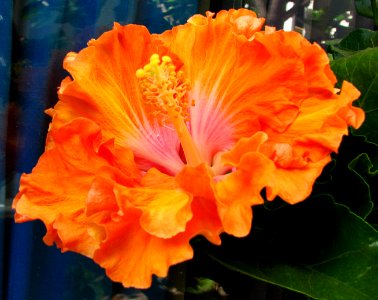 orange ruffled hibiscus photo