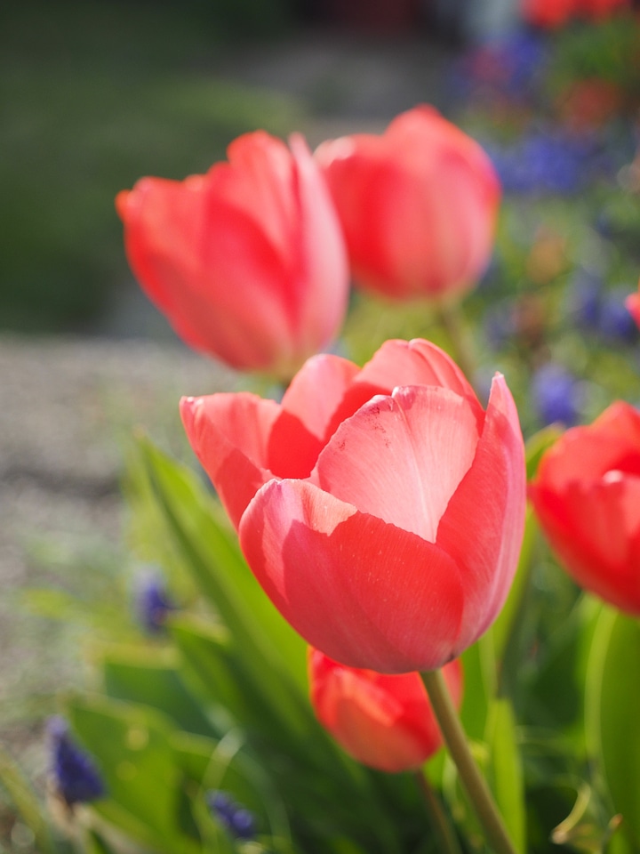 Spring close up colorful