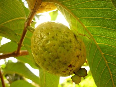 Guayaba 06