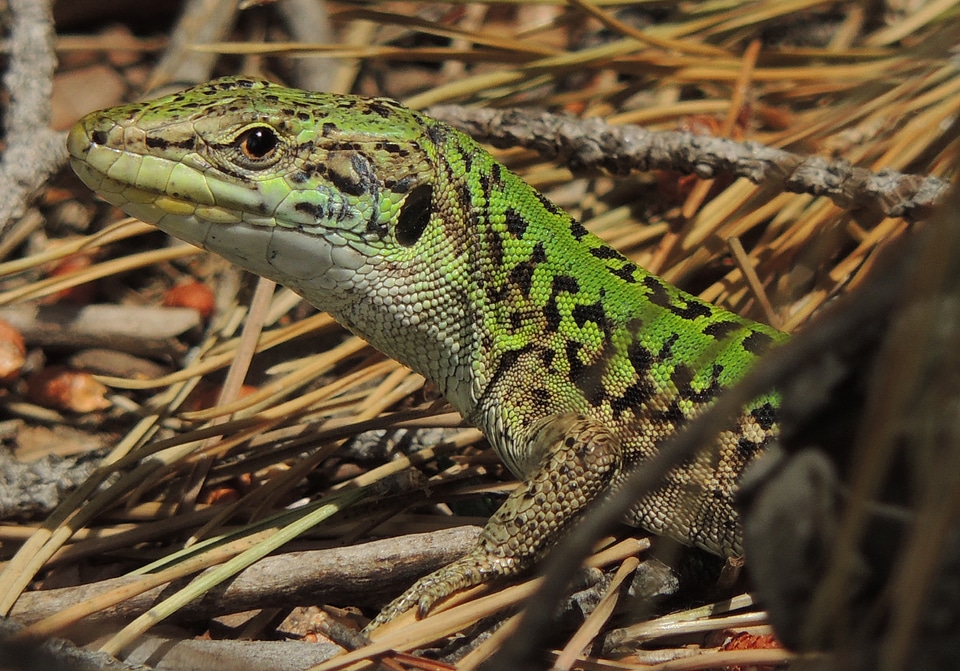 Sauri reptile nature