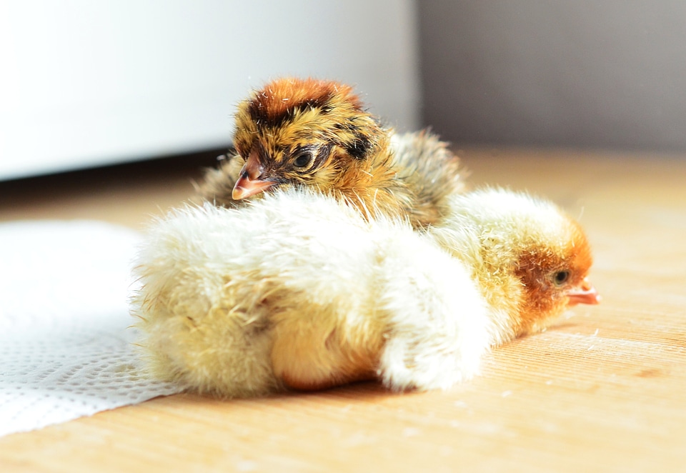 Fluff fluffy young animal
