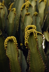 Flower plant nature