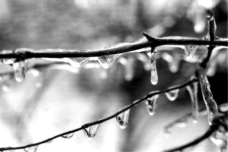 icicles on small branch Black & White