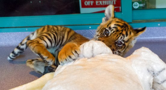 Dreamworld Tiger cub photo