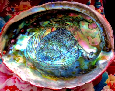 abalone shell photo