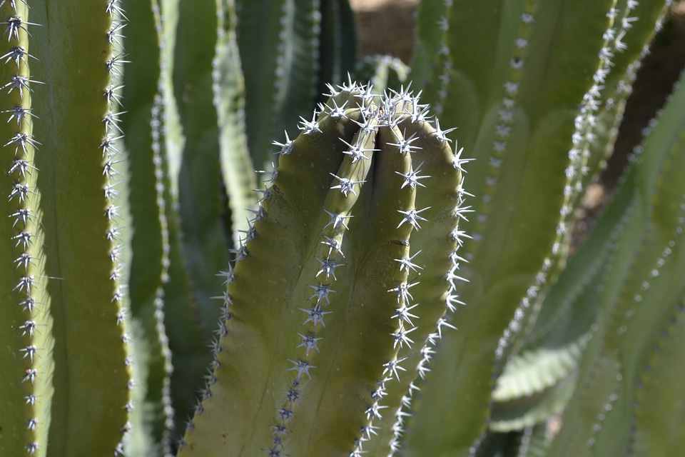 Desert natural plant