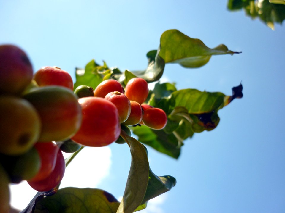 Coffea arabica Café 1