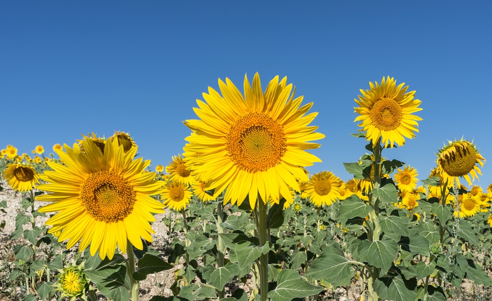 Flowers nature yellow