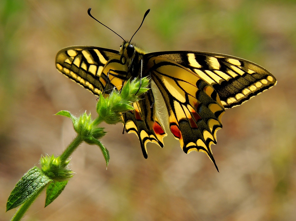 Moth swallowtail butterflies