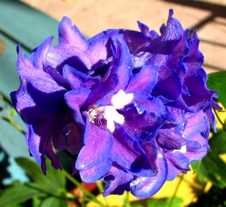 blue-purple delphinium closeup photo