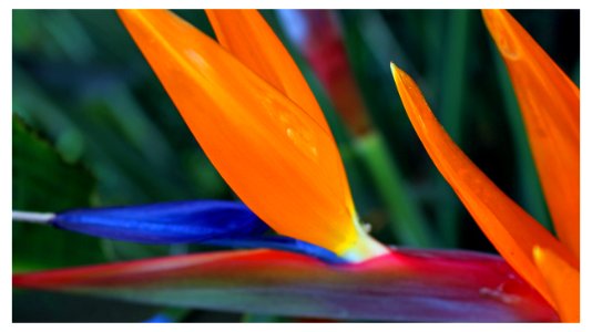 BIRDS OF PARADISE FRAMED