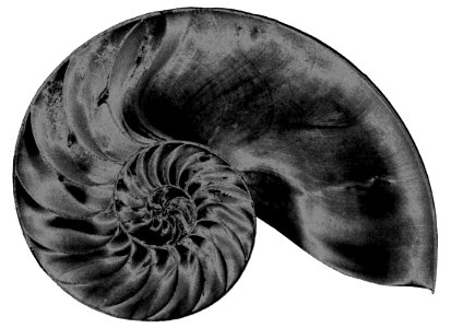 nautilus shell slice, solarized photo