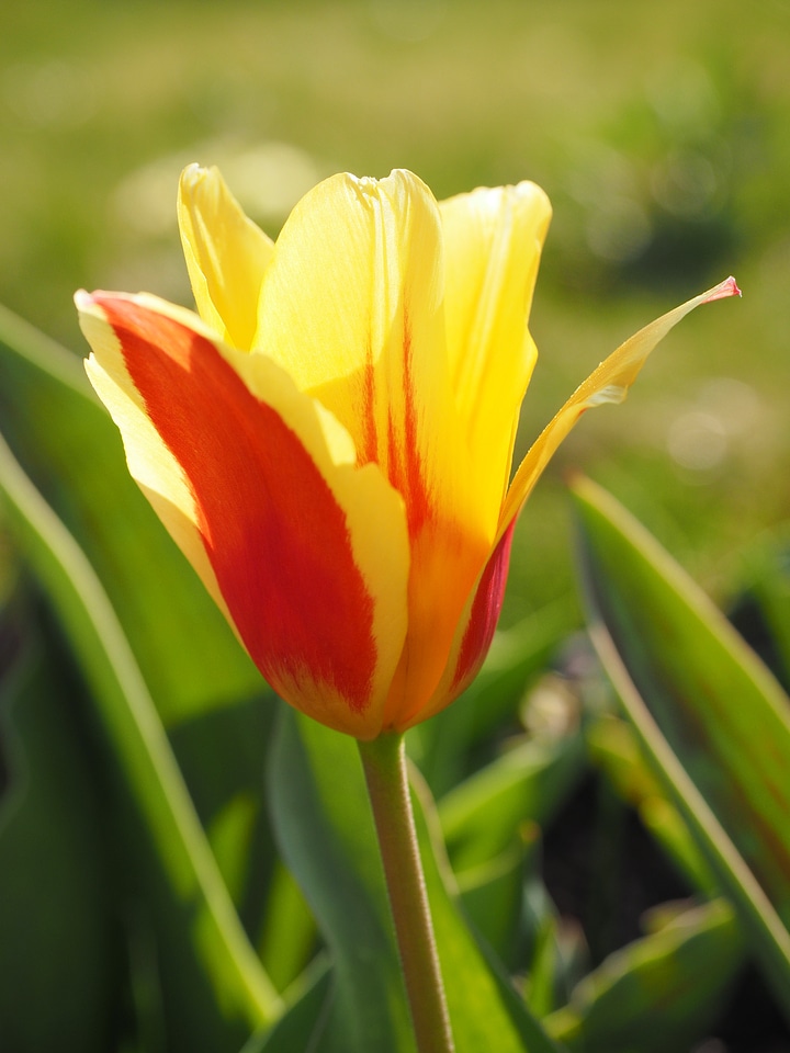 Red yellow flower spring