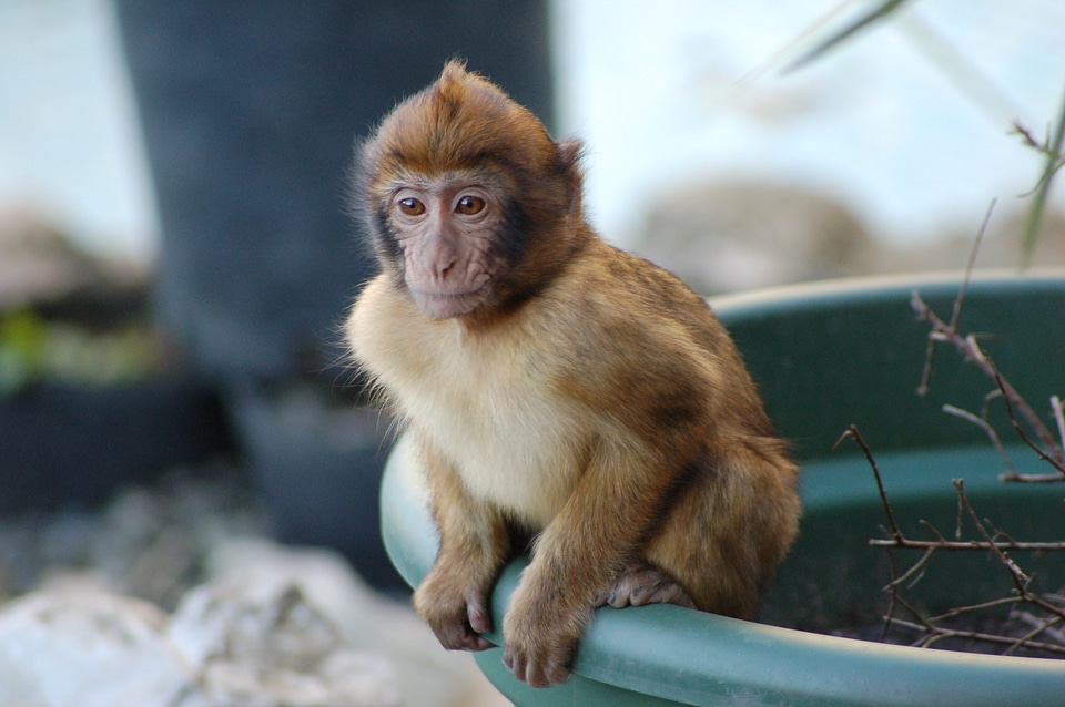 Sitting pot primate