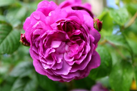 Old fashioned Pink Rose blush