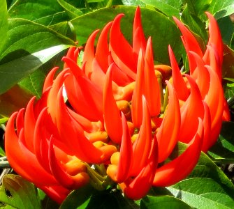 spiky red flower photo