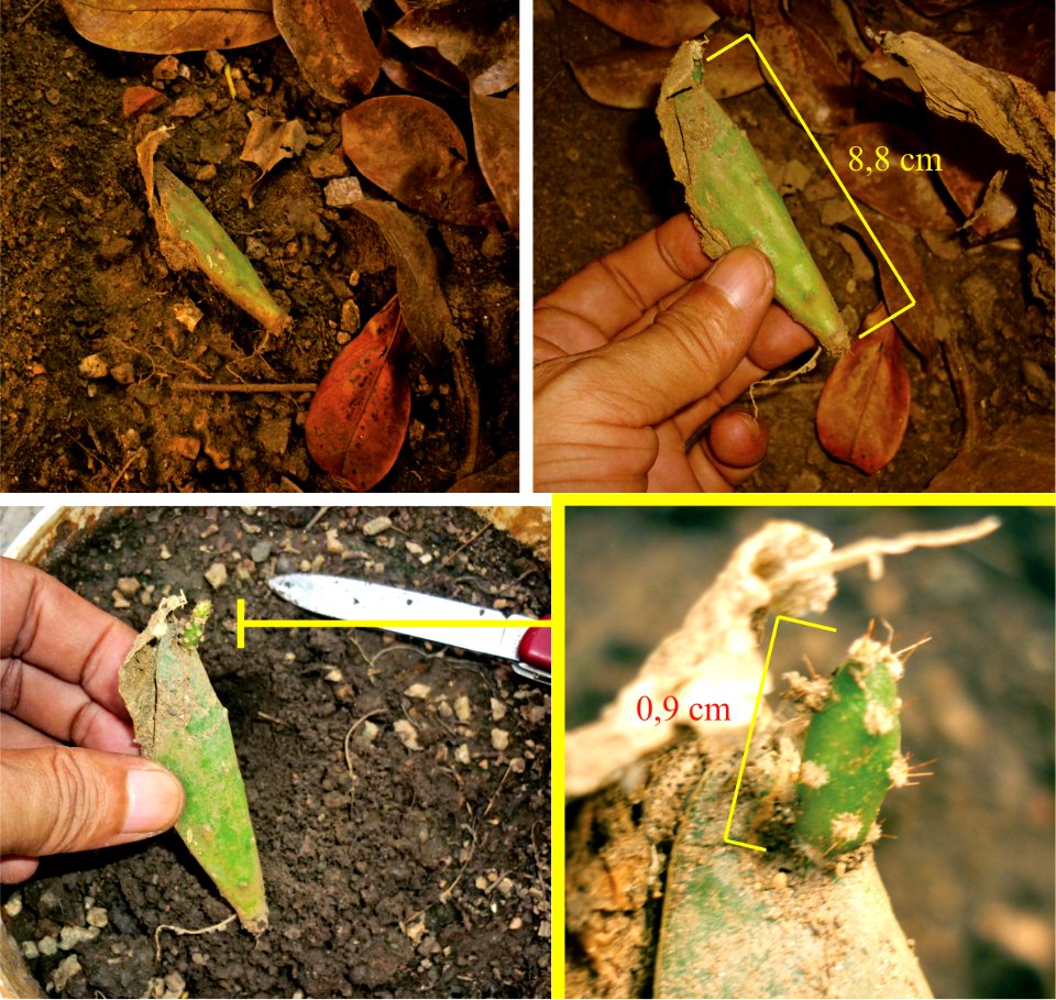 Corte de cladodio de Opuntia boldinghii enraizado en el nodo y con brote