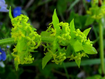 Gaillet croisette (Cruciata laevipes)