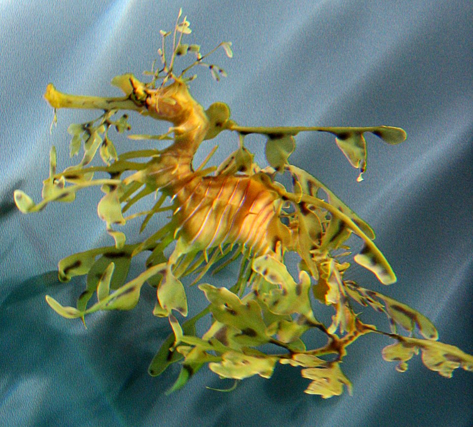 sea dragon