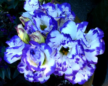 blue-purple and white flowers