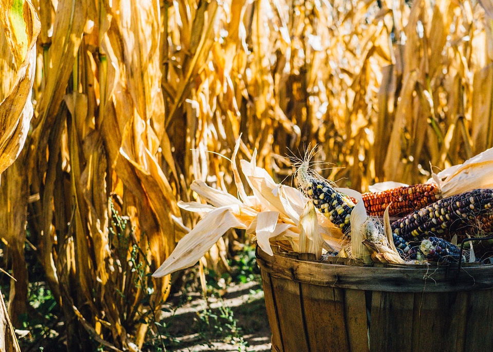 Field harvest bucket