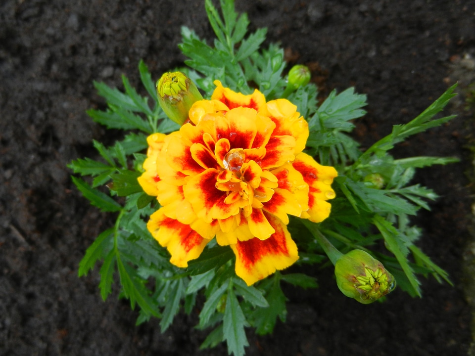 Vegetable garden spring