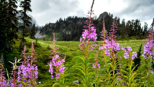 Fireweed and dramatic skies in Morovitz Meadow in the Mt. Baker National Recreation Area, Mt. Baker-Snoqualmie National Forest
