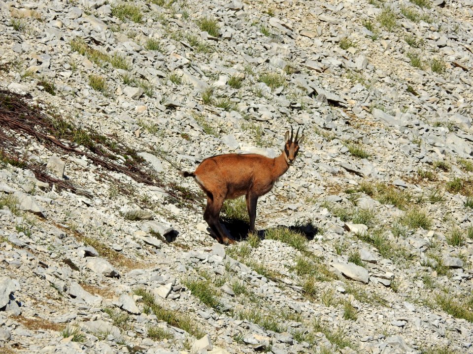 Chamois  Sentier du Vertige