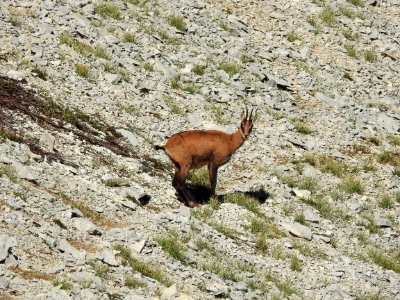Chamois  Sentier du Vertige