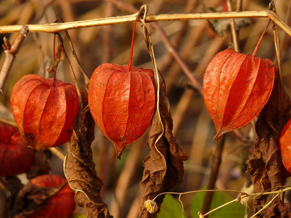 Nature red brown