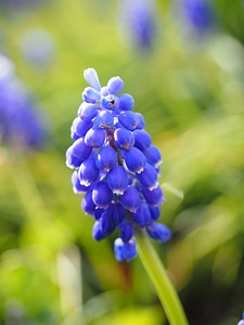 Common grape hyacinth hyacinth ornamental plant