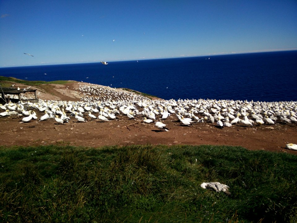 180 - Parc national de l'Île-Bonaventure-et-du-Rocher-Percé : Sentier des Colonies